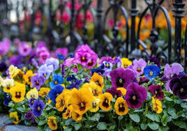 Entrega de flores a domicilio